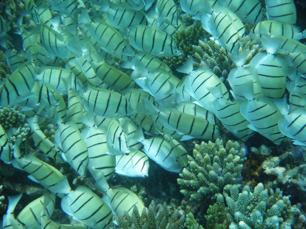 Maldives-18OCT2010 022 Maldives-18OCT2010 022